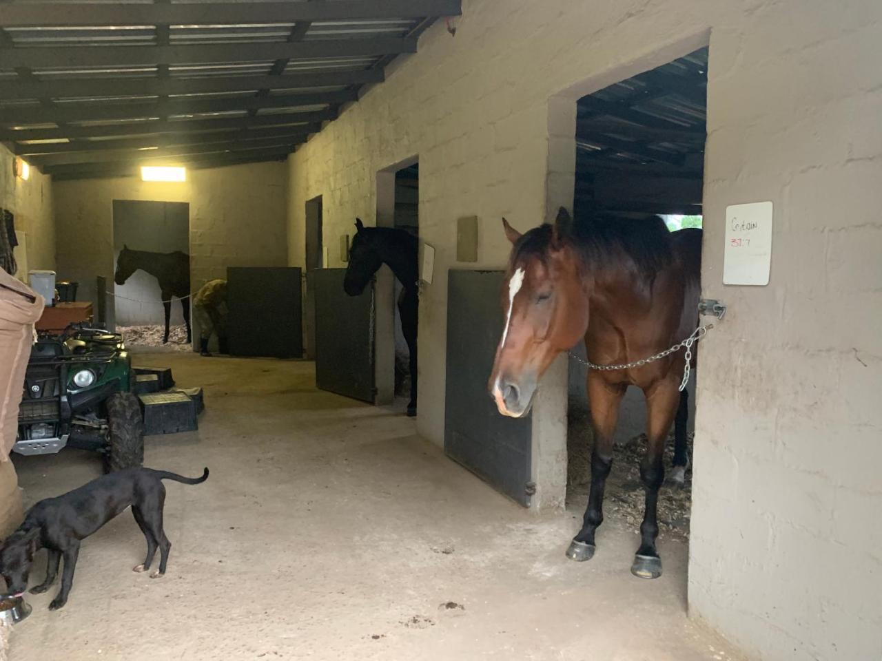 Cavalo Guesthouse & Equestrian Estate Drummond 外观 照片